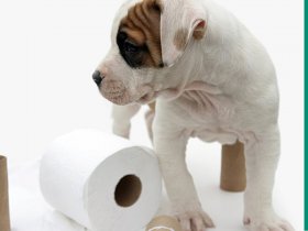 Dog Training Videos by Howdini